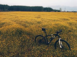Cycling Flowers