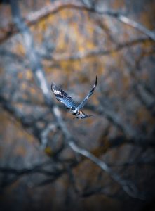 Wild life blue bird