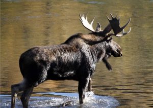 Wildlife Hölick Moose